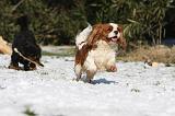 CAVALIER KING CHARLES 492